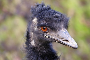 Image showing head of the emu