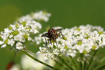 Image showing fly on the white flower