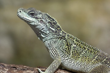 Image showing chinese water dragon