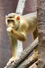 Image showing pig-tailed macaque