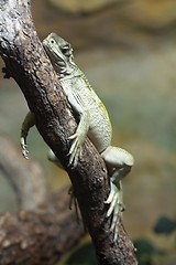 Image showing chinese water dragon