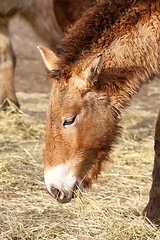 Image showing przewalski\'s horse