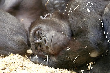 Image showing western lowland gorilla