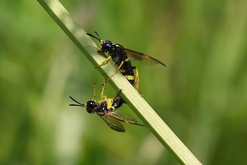 Image showing two wasps