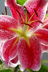 Image showing flower with red blossom