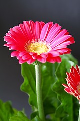 Image showing flower with pink blossom