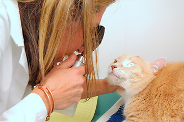 Image showing Veterinarian