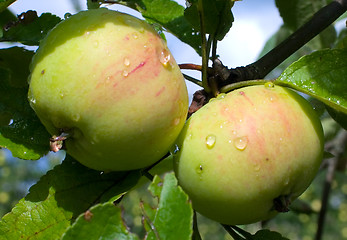 Image showing washed apple