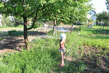 Image showing girl watering a kitchen garden