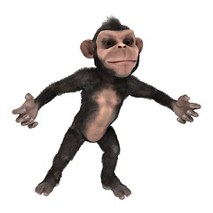 Image showing Little Chimp