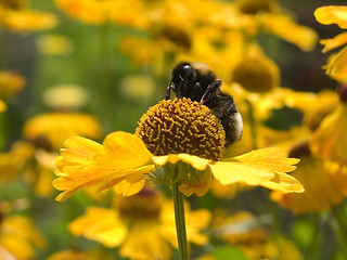 Image showing bee at work