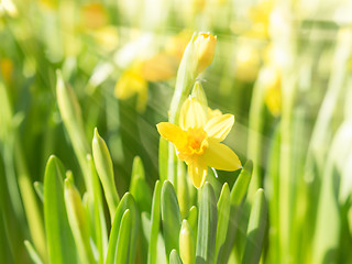 Image showing Spring blossoming yellow daffodils narcissi flowers with bright 