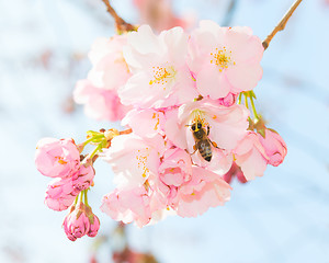 Image showing Bee pollinating springtime blooming orchard fruit garden