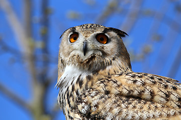 Image showing Horned Owl (Bubo virginianus)