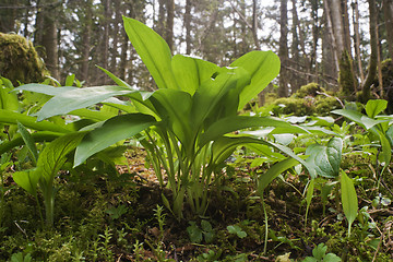 Image showing Wild garlic