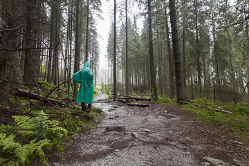 Image showing Young Hiker wearing green raincoat walking on Tatry forest path