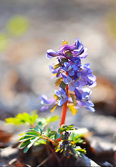 Image showing Primrose - Corydalis forest