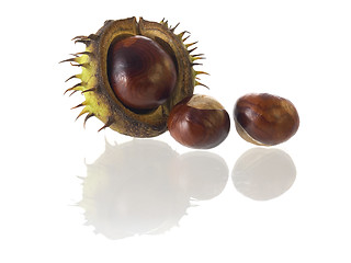 Image showing chestnut