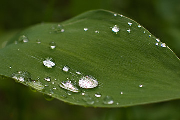 Image showing freshness of summer