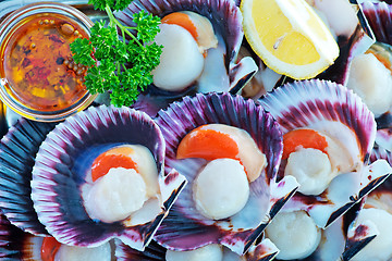 Image showing scallops