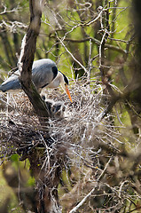 Image showing Grey heron