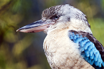 Image showing Blue-winged kookaburra