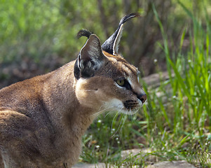 Image showing Caracal