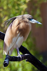 Image showing Squacco heron