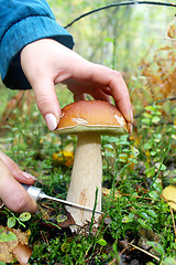 Image showing hand with knife cutting off beautiful cep