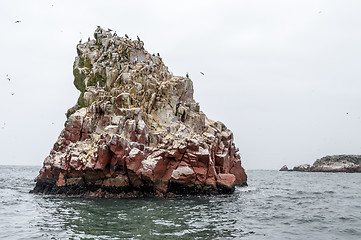 Image showing Wild birds and seagull on ballestas island, Peru