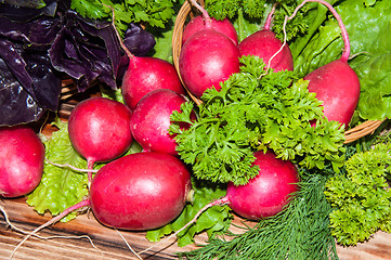 Image showing Red garden radish and fresh herbs