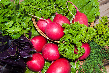 Image showing Red garden radish and fresh herbs