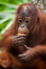 Image showing Borneo Orangutan