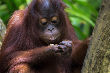 Image showing Borneo Orangutan