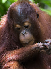 Image showing Borneo Orangutan