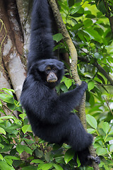 Image showing Siamang Gibbon