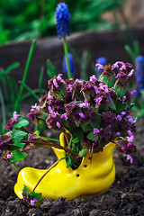 Image showing care of ornamental flowers in pots 