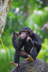 Image showing Common Chimpanzee