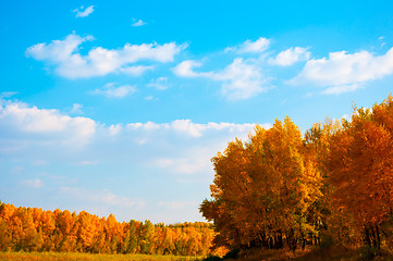 Image showing Autumn trees