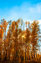 Image showing Autumn trees