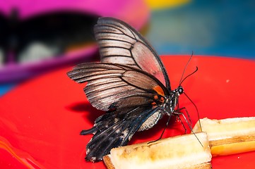 Image showing Butterfly Papilio,