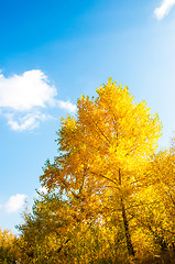 Image showing Autumn trees