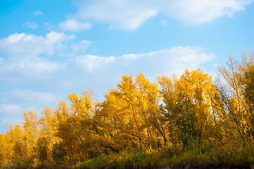 Image showing Autumn trees