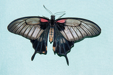 Image showing Butterfly Papilio,