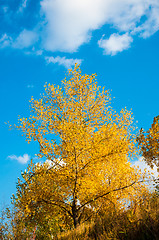 Image showing Autumn trees