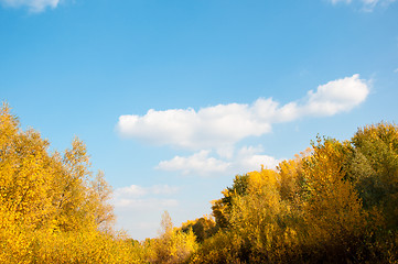 Image showing Autumn trees