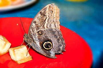 Image showing Butterfly Papilio,