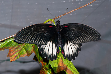 Image showing Butterfly Papilio,