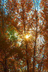 Image showing Autumn trees