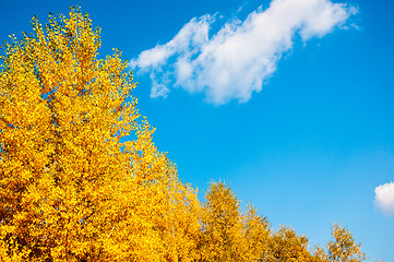 Image showing Autumn trees